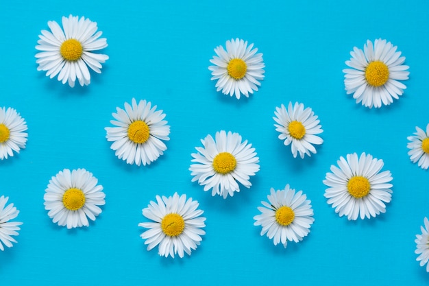 White chamomile flowers on blue background