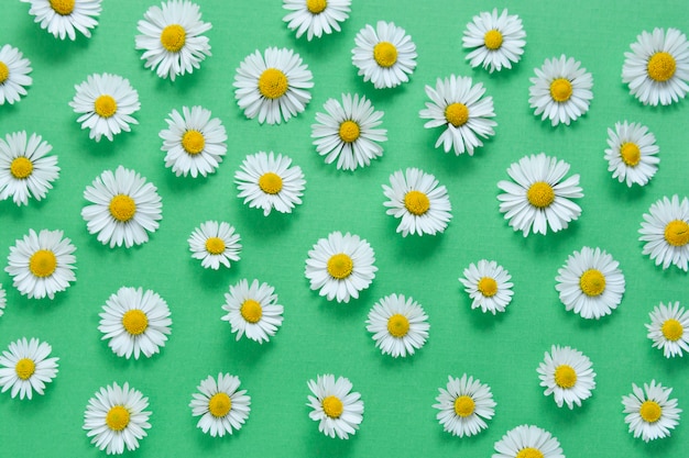 White chamomile flowers on green background