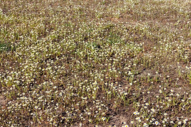 春の牧草地に白いカモミールの花