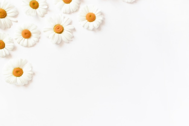 White chamomile flowers