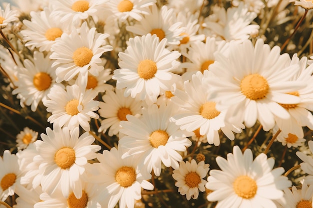 White chamomile flowers