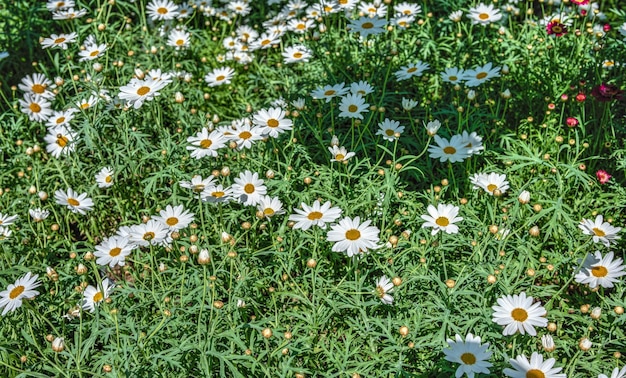 White Chamomile garden in the grass