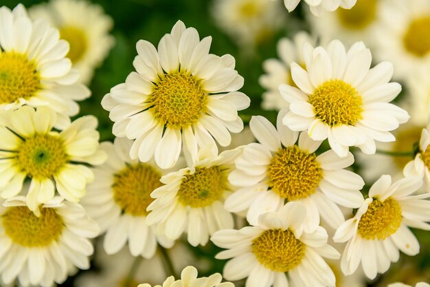 Photo white chamomile medicinal plant use for cosmetic purposes