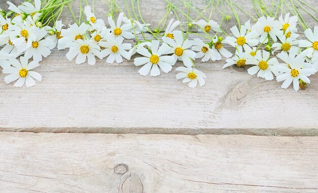 white chamomile on a wooden background. background for banner