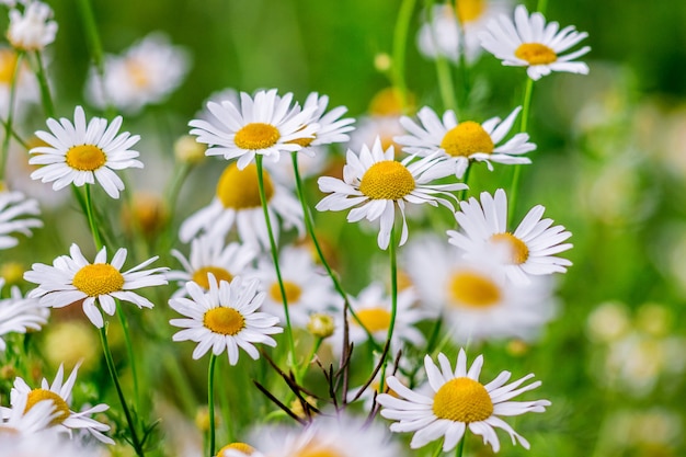 White chamomiles on a bright green background in a bright summer day