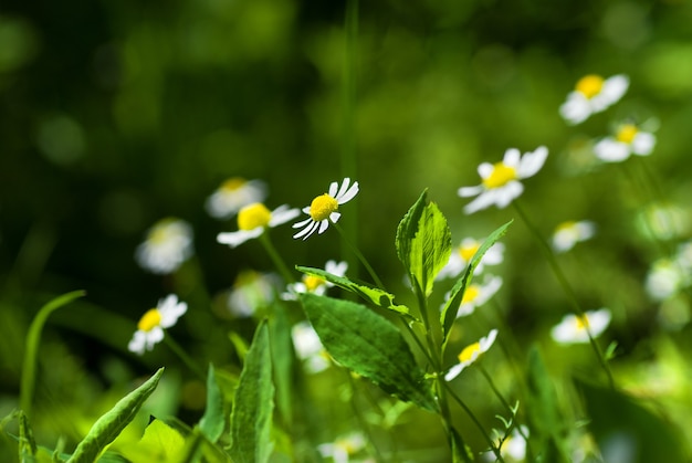 緑の日当たりの良い牧草地に白いカモミール