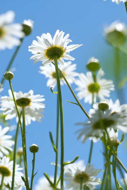 White chamomiles on meadow