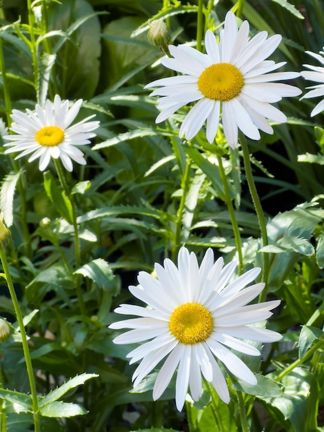 White chamomiles on summer in the garden