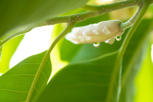 White champaka flowers and green leaves with sunlight