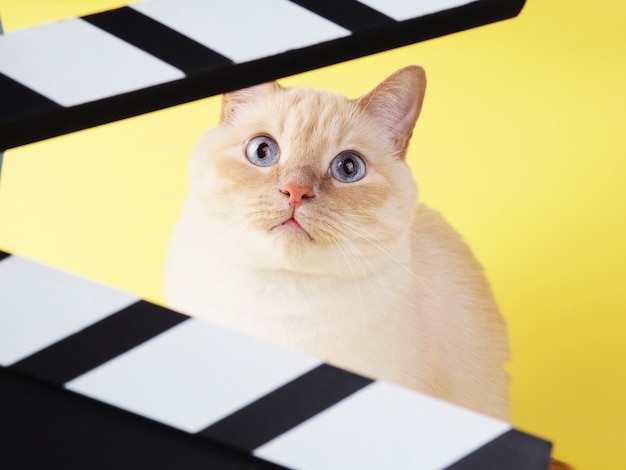 흰색 쾌활한 고양이는 노란색 배경에 있는 Clapperboard를 통해 봅니다.