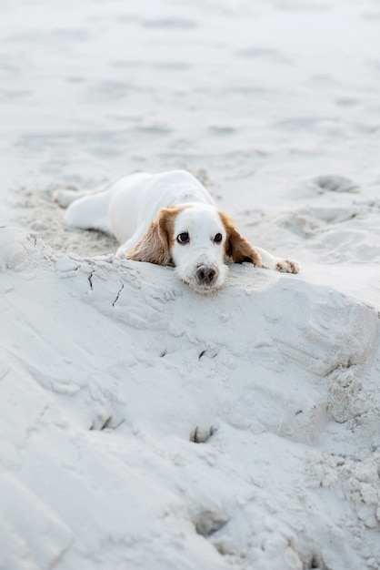 모래 위를 달리는 흰색 쾌활한 어린 개 스패니얼