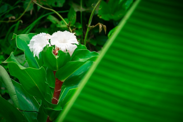 흰색 Cheilocostus 꽃 가까이