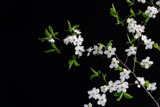 White cherry blooming flowers on black background with copy space