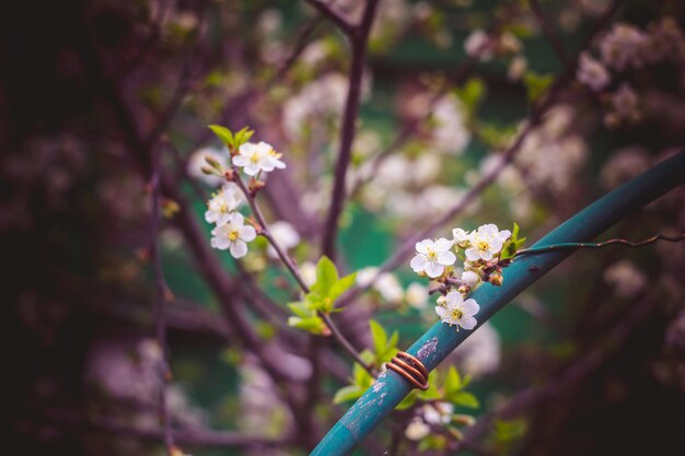 Foto alberi di fioritura della ciliegia bianca retro