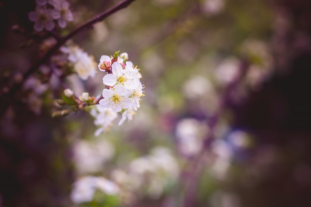 White Cherry Blooming Trees Retro