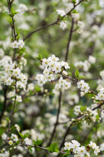 Белые вишневые цветущие деревья