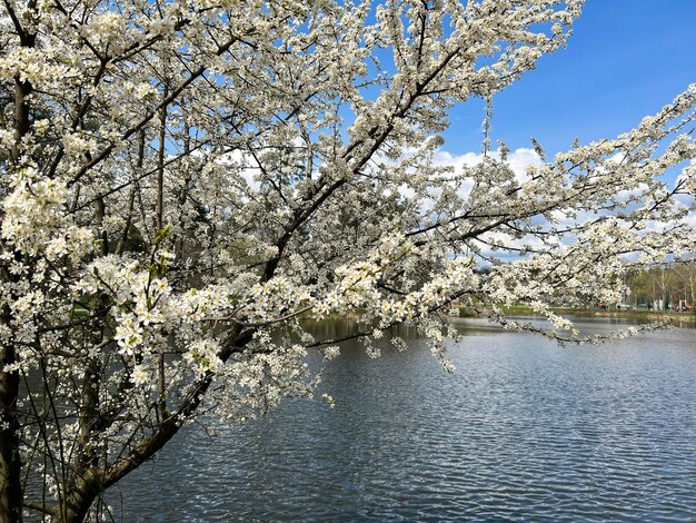 White cherry blossom against the blue sky and water in the park