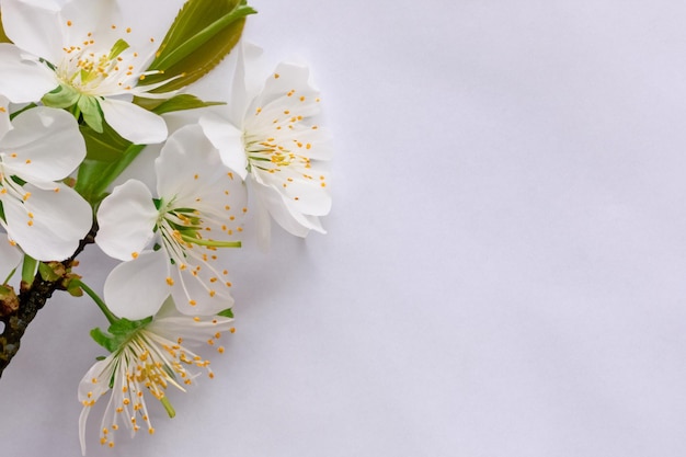 White Cherry Blossom Beauty on Blank Paper