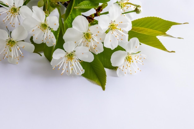 White Cherry Blossom Beauty on Blank Paper