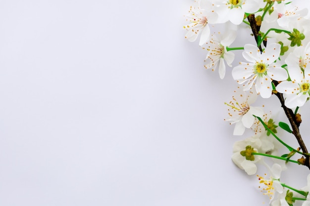 White Cherry Blossom Beauty on Blank Paper