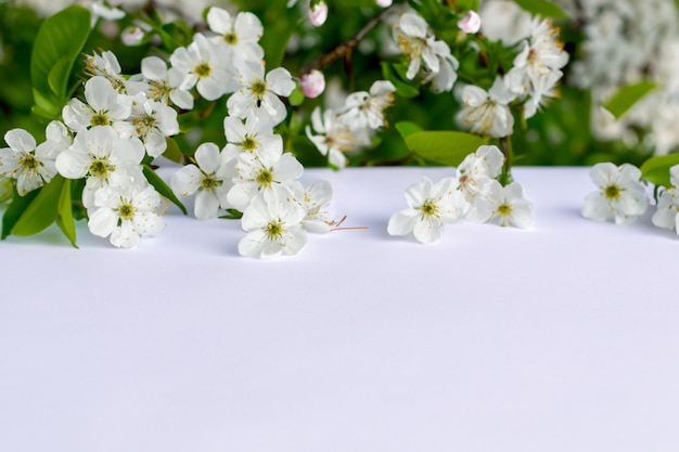 White Cherry Blossom Beauty on Blank Paper