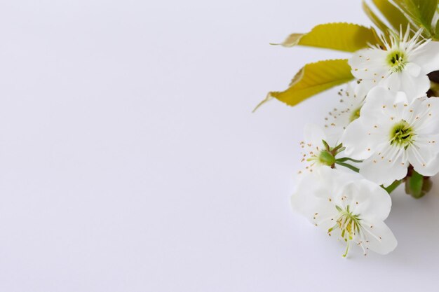 White Cherry Blossom Beauty on Blank Paper