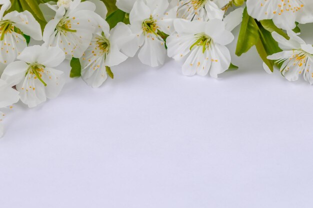 White Cherry Blossom Beauty on Blank Paper