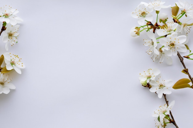 White Cherry Blossom Beauty on Blank Paper