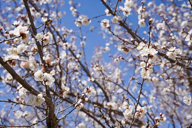 White cherry blossom sakura in spring time against blue sky. Nature background. Soft focus.
