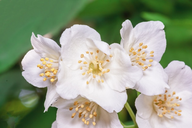 Photo white cherry blossom sakura tree branch closeup