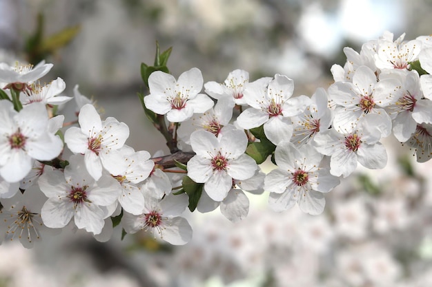 White cherry blossoms blooming flowers Spring mood sunny weather Closeup