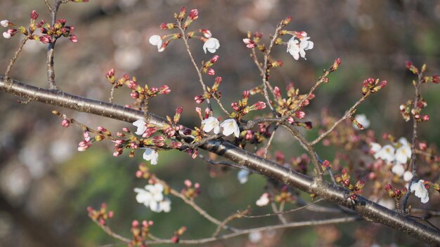 Белые цветки вишни. Деревья сакуры полностью цветут в районе Мегуро, Токио, Япония, с марта по апрель. Цветущие сакуры идеально подходят для осмотра достопримечательностей и фестивалей. Цветки сакуры с 5 лепестками.