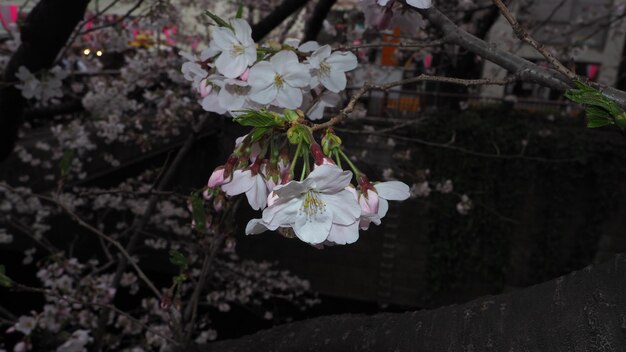 하얀 벚꽃. 일본 도쿄 메구로구의 벚꽃은 3~4월에 만개합니다. 만개한 벚꽃은 관광이나 축제에 제격입니다. 꽃잎이 5개 달린 벚꽃.
