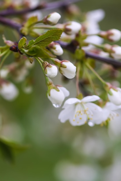 White cherry blossoms in spring park Beautiful nature background Springtime in countryside