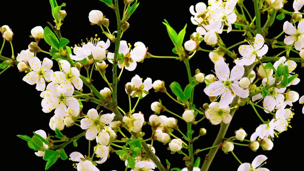 white cherry flower on black background