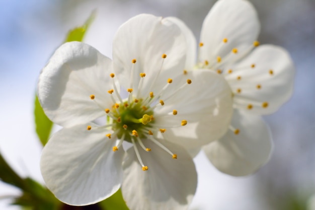 白い桜の花