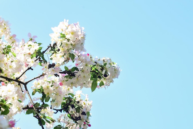 Fiore di ciliegio bianco sfondo floreale fioritura primaverile natura calda giornata estiva bellezza della stagione albero di mele fioritura rosa albicocca trattamento termale aroma di profumo femminile sakura giapponese