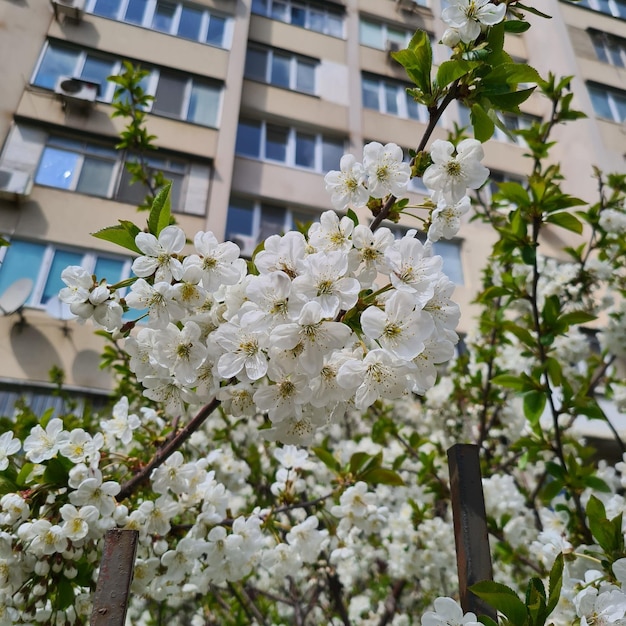 White cherry flowers against the blue sky and branches, spring cherry blossoms