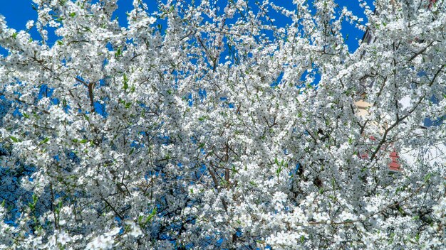 White cherry flowers bloom in spring