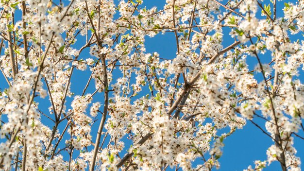 春に白い桜が咲く