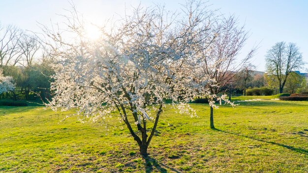 White cherry flowers bloom in spring