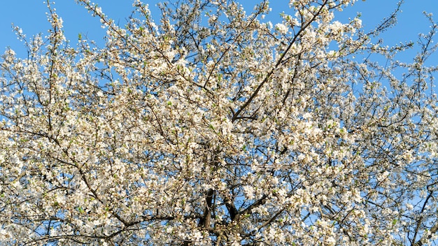 White cherry flowers bloom in spring