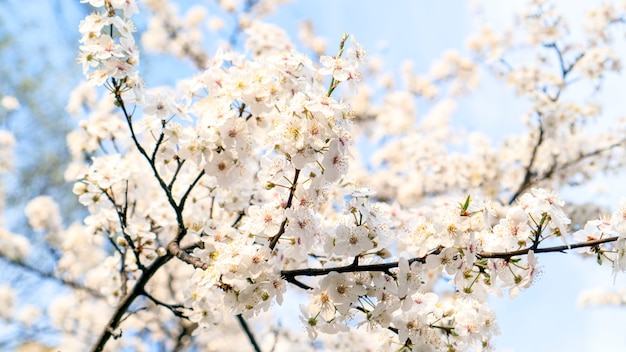 White cherry flowers bloom in spring.