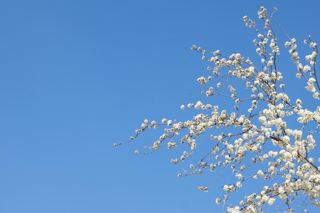 White cherry flowers on a branch against a blue sky Copyspace Selective focus