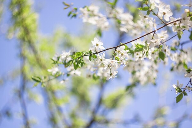 White cherry flowers on a branch close up