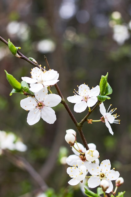 White cherry flowers and green leaves close up