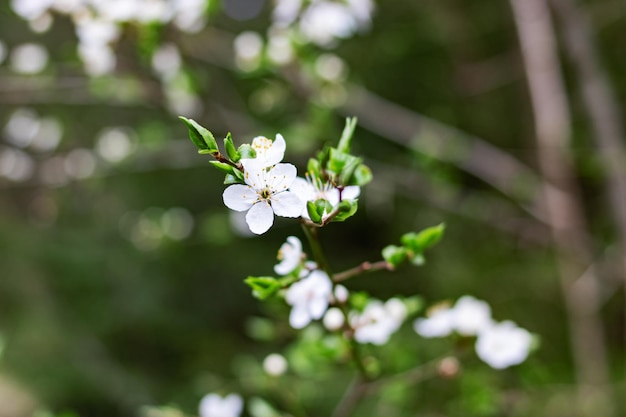 흰색 벚꽃 꽃과 녹색 잎을 닫습니다.