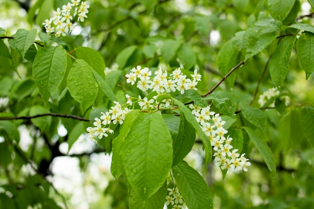 White cherry flowers and green leaves closeup