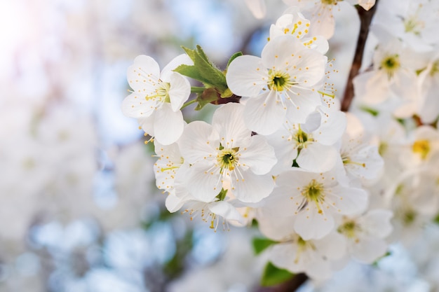 光の上の白い桜の花