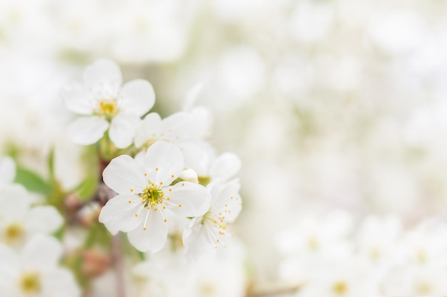 White cherry flowers Selective focus bokeh and blur Copyspace